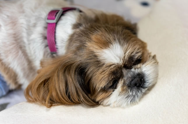 自然療法イメージ