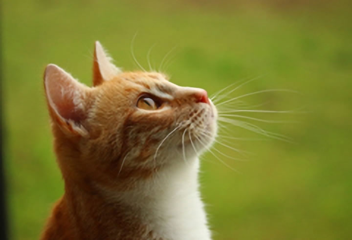 賛助会員-個人様